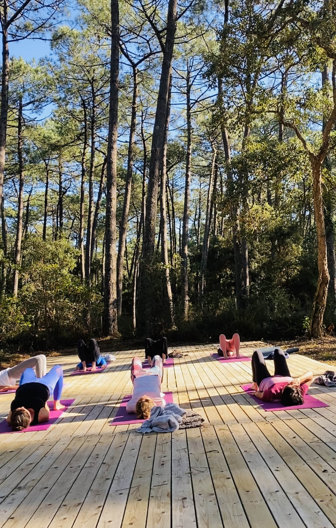 Yogis sur terrasse en bois au milieu des pins